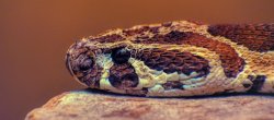 Vignette de Pourquoi parle-t-on de cerveau reptilien ?
