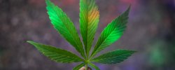 Vignette de Pourquoi le cannabis est l'ennemi du cerveau ?
