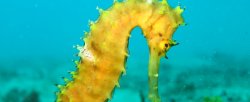 Vignette de L'hippocampe est-il le siège de votre mémoire ?