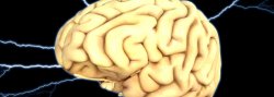 Vignette de Pourquoi le cerveau est-il tout plissé ?