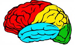 Vignette de Pourquoi le cerveau est-il constitué de 4 lobes ?