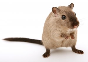 On implante des neurones artificiels dans le cerveau d'un rat !