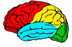 Vignette de Pourquoi le cerveau est-il constitué de 4 lobes ?