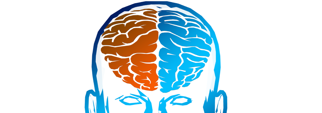 Pourquoi le cerveau est-il composé de deux hémisphères cérébraux ?