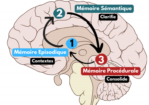 Le circuit de la mémoire