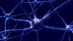 Vignette de Pourquoi le cerveau possède-t-il 200 types de neurones différents ?