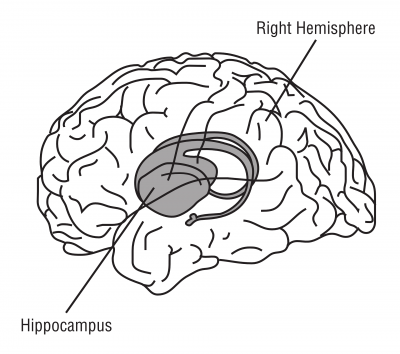 Le rôle de l'hippocampe est avéré