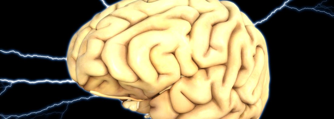 Pourquoi le cerveau est-il plissé ?