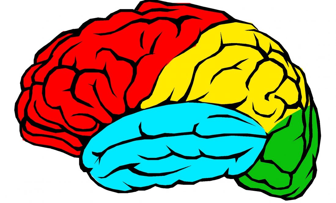Pourquoi le cerveau est-il constitué de 4 lobes ?