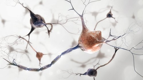 Les scientifiques ont découvert que lorsque le nombre de neurones est réduit d'un tiers, la mémoire à court terme montre des signes de faiblesse.